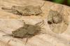 Paratettix meridionalis